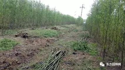 綠化苗木的培育、栽植與管理 樹木種植經(jīng)營全流程指南