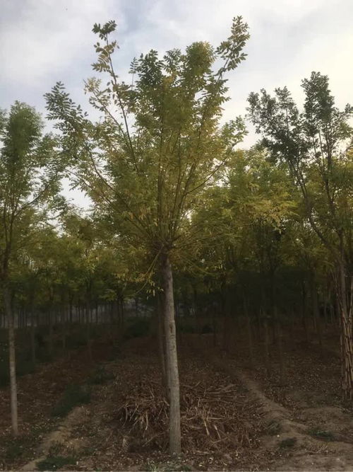 恭賀壽光炳中苗木入駐，攜手苗木通共筑綠色未來——專訪山東王新，深耕白蠟國槐種植經(jīng)營