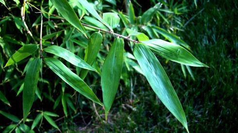 湖南地區(qū)2.5公分青竹價(jià)格行情與種植經(jīng)營指南