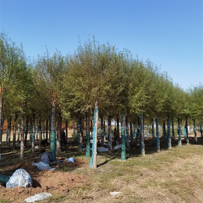 10公分饅頭柳與旱柳樹種植經(jīng)營全指南 規(guī)格、價(jià)格與管理要點(diǎn)