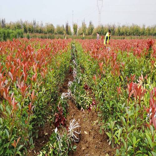 紅葉石楠苗5年生工廠綠化效果好紅葉石楠樹圖片